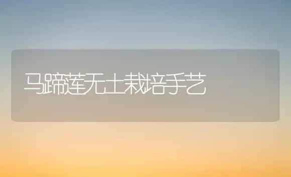 马蹄莲无土栽培手艺 | 家庭养花