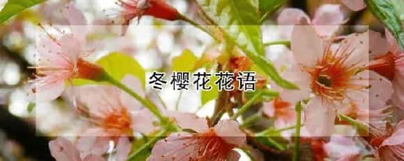 冬樱花花语