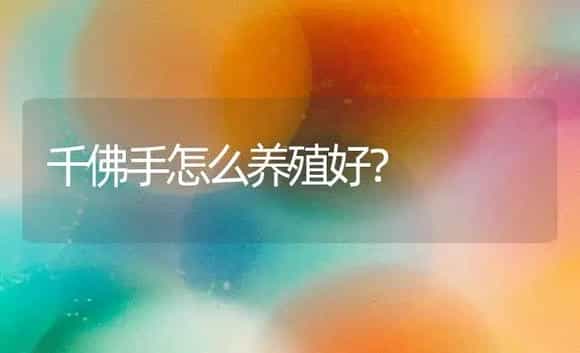 千佛手怎么养殖好? | 家庭养花