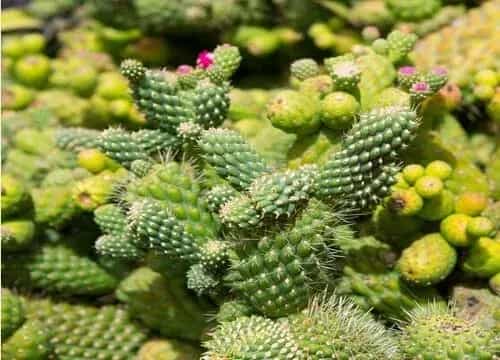 表示坚强勇敢的花 花语是坚强勇敢的花有哪些？