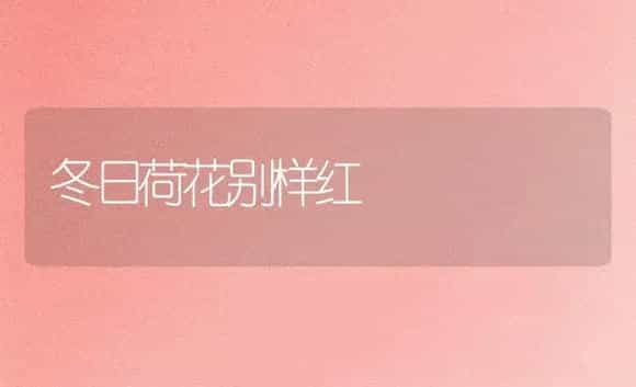 冬日荷花别样红 | 家庭养花
