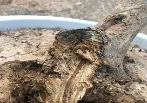 树木盆景 | 石榴老桩腐烂怎么办