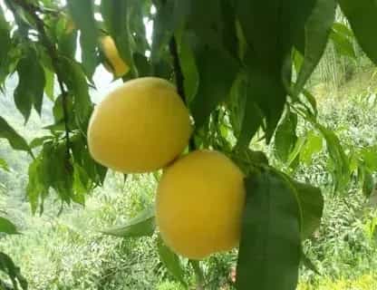 炎陵黄桃多少钱一斤?什么时候成熟上市?好吃吗?