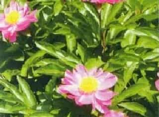 芍药