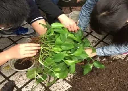 盆景养护管理 | 土培绿萝怎么分盆