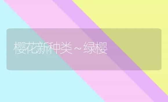 樱花新种类～绿樱 | 家庭养花