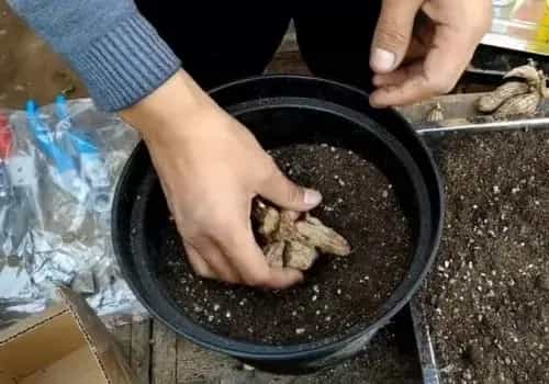 花卉果蔬盆景 | 大丽花种球不发芽怎么办
