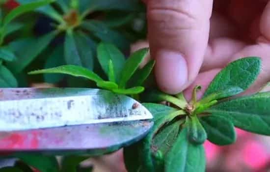 盆栽修剪 | 杜鹃花盆景花后修剪的两种方式