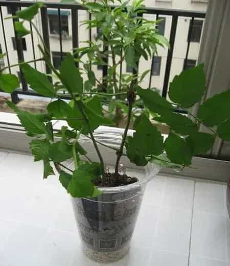 盆栽育苗 | 凌霄花的繁殖方法和幼苗管理