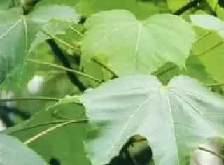 千年桐
