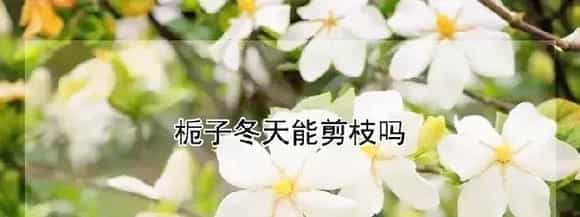 栀子冬天能剪枝吗