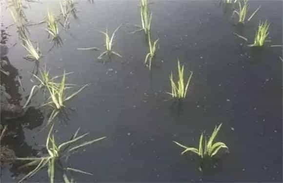 水稻僵苗的 因素及解决办法