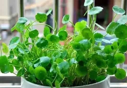 这五种可以水培的植物，你了解几种？