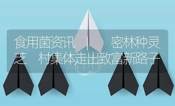 野生香菇：菌种分离操作步骤 | 菌菇种植