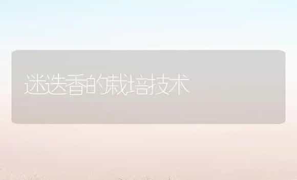 迷迭香的栽培技术 | 药材种植