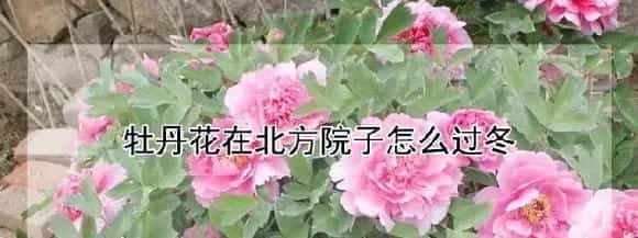 牡丹花在北方院子怎么过冬