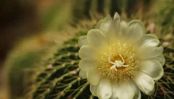 仙人掌花语 仙人掌花语和寓意