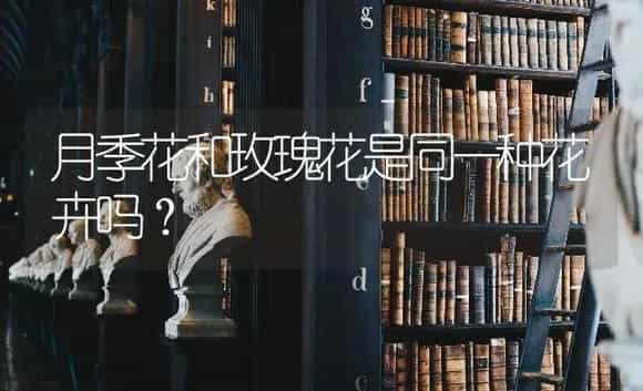 月季花和玫瑰花是同一种花卉吗？ | 绿植常识