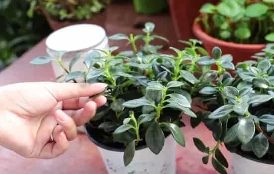 盆栽施肥 | 金鱼吊兰有花苞了可以施肥吗