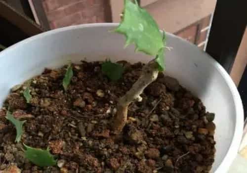 盆栽育苗 | 嫁接蟹爪兰僵苗的表现