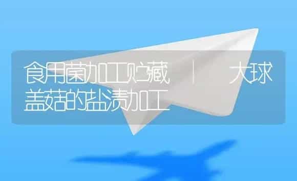 大球盖菇的盐渍加工 | 菌菇种植