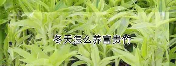 冬天怎么养富贵竹