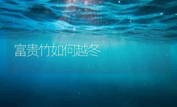 富贵竹如何越冬 | 家庭养花