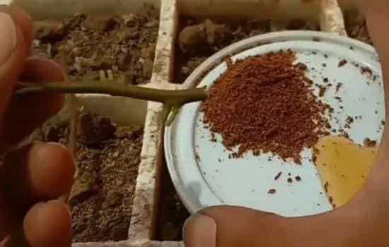 盆栽育苗 | 金鱼吊兰春天这样扦插 冬天的时候就能开花