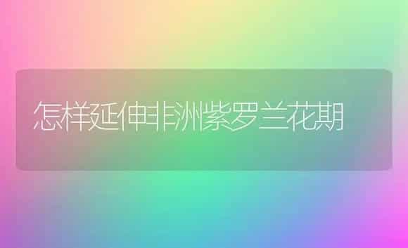 怎样延伸非洲紫罗兰花期 | 家庭养花