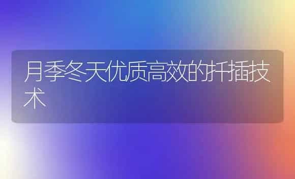 月季冬天优质高效的扦插技术 | 家庭养花