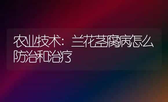 农业技术:兰花茎腐病怎么防治和治疗 | 家庭养花