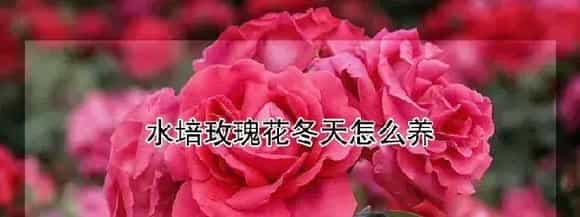 水培玫瑰花冬天怎么养