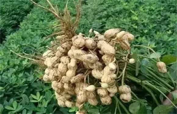 花生为什么会早衰