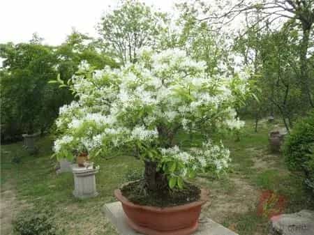 琼花的花语和传说有哪些？