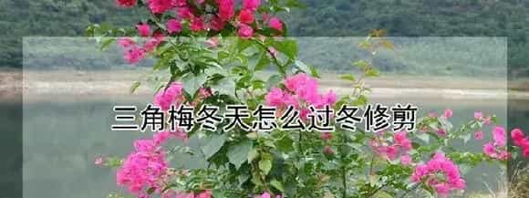 三角梅冬天怎么过冬修剪