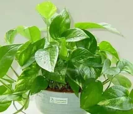这五种可以水培的植物，你了解几种？