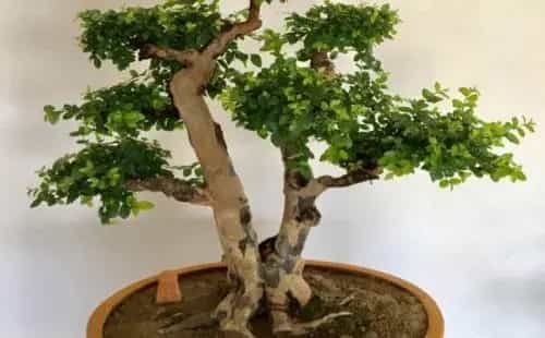 盆景材料 | 雀梅可以用营养土种植吗