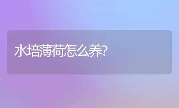 水培薄荷怎么养？ | 家庭养花