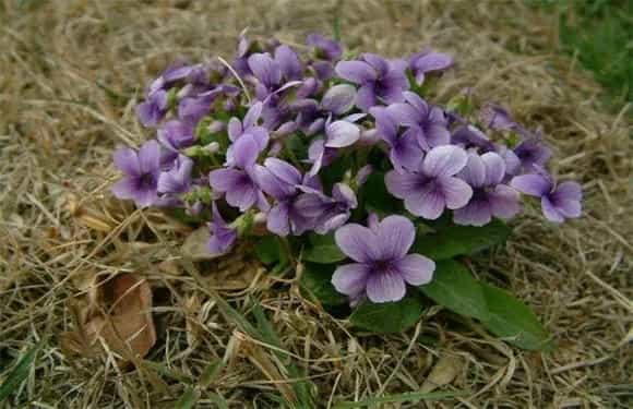 紫花地丁的栽培办法