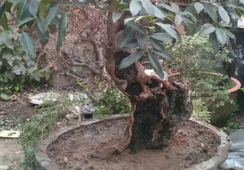盆栽施肥 | 桂花开春如何施肥