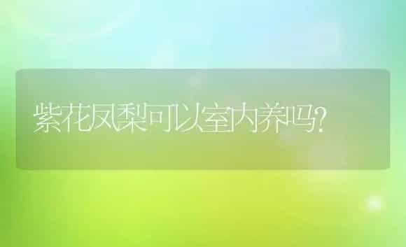 紫花凤梨可以室内养吗？ | 多肉养殖