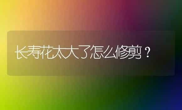 长寿花太大了怎么修剪？ | 多肉养殖
