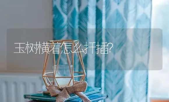 玉树横着怎么扦插？ | 多肉养殖