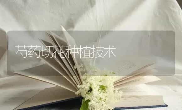 芍药切花种植技术 | 特种种植