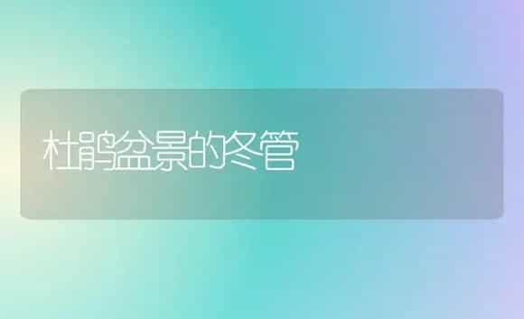杜鹃盆景的冬管 | 家庭养花