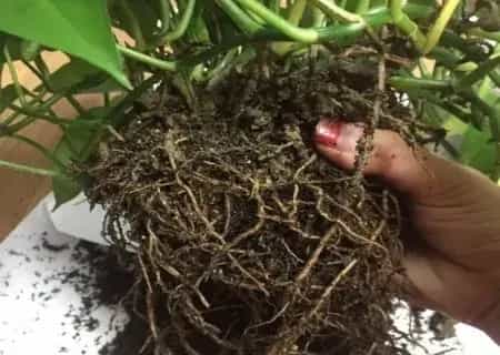 盆景养护管理 | 土培绿萝怎么分盆