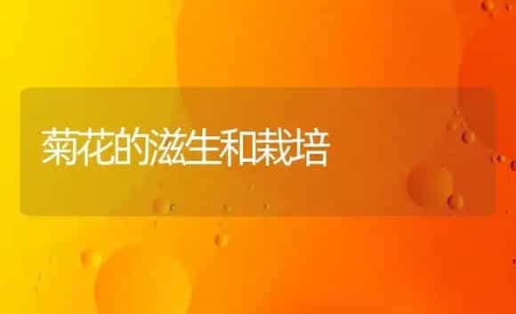 菊花的滋生和栽培 | 家庭养花