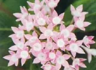 繁星花