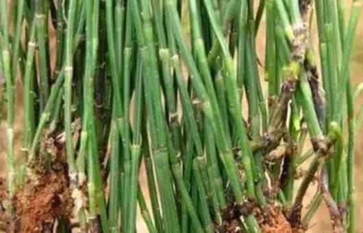节节草种子哪里有卖？怎么育苗？