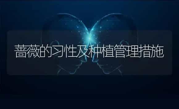 蔷薇的习性及种植管理措施 | 特种种植